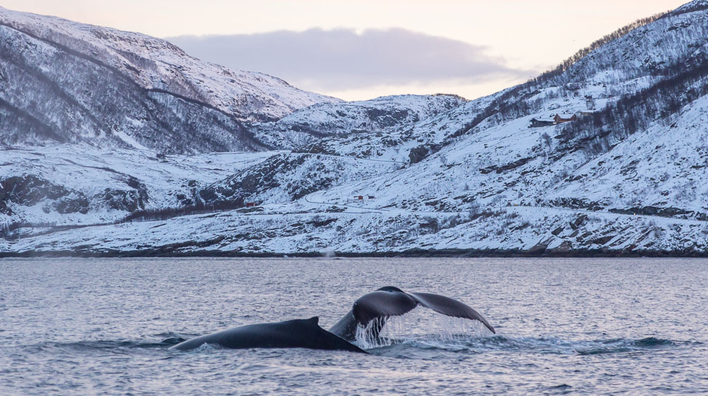 the resumption of whaling in norway and american attitude towards the issue Marine mammal policy debate and a return to large-scale commercial whaling norway in favour of a resumption of commercial whaling. the resumption of whaling in norway and american attitude towards the issue Marine mammal policy debate and a return to large-scale commercial whaling norway in favour of a resumption of commercial whaling.