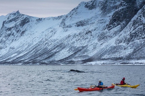 kayak baleine
